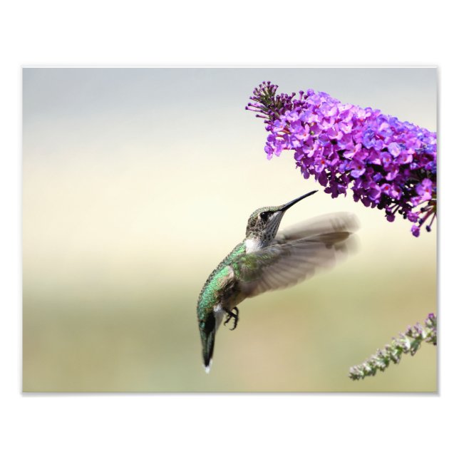 Hummingbird feeding at a butterfly bush photo print (Front)