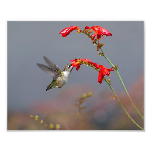 Hummingbird Feeding At Crocosmia Photo Print (Front)