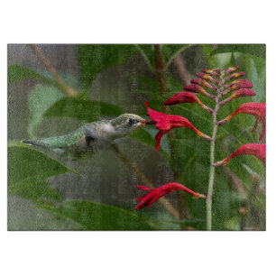 Hummingbird Feeding At Red Crocosmia Cutting Board