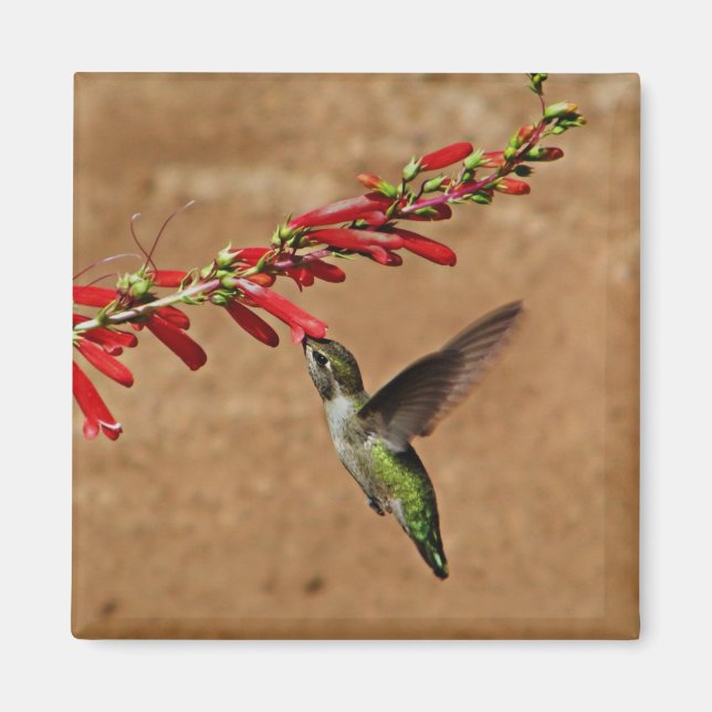 Hummingbird feeding at the garden magnet (Front)