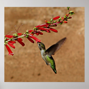 Hummingbird feeding at the garden poster