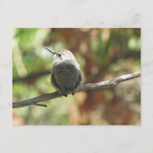 Hummingbird Fledgling Postcard