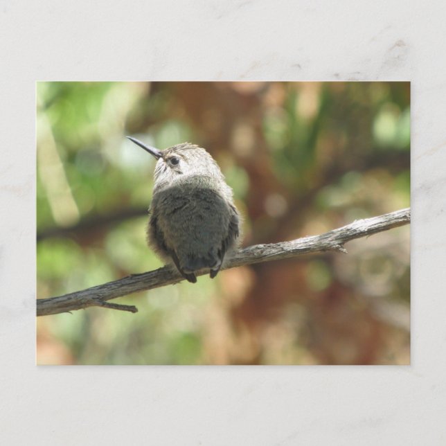 Hummingbird Fledgling Postcard (Front)