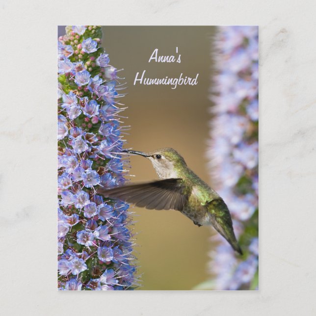 Hummingbird Flower Custom Postcard (Front)