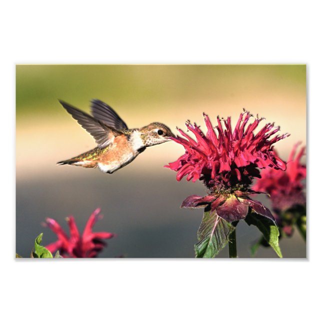 Hummingbird Flower Feeding Photo Print (Front)