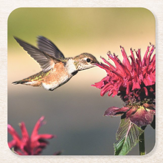Hummingbird Flower Feeding Square Paper Coaster (Front)