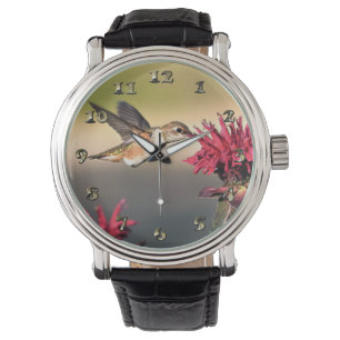 Hummingbird Flower Feeding Watch