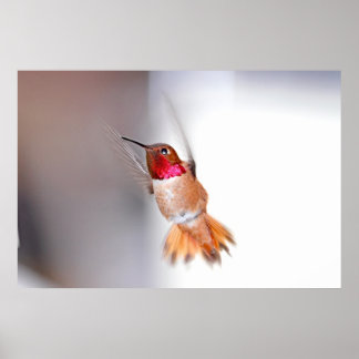 Hummingbird Flying Photo Poster