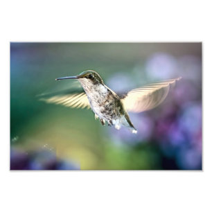 Hummingbird Flying Photo Print