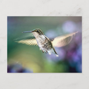 Hummingbird Flying Postcard