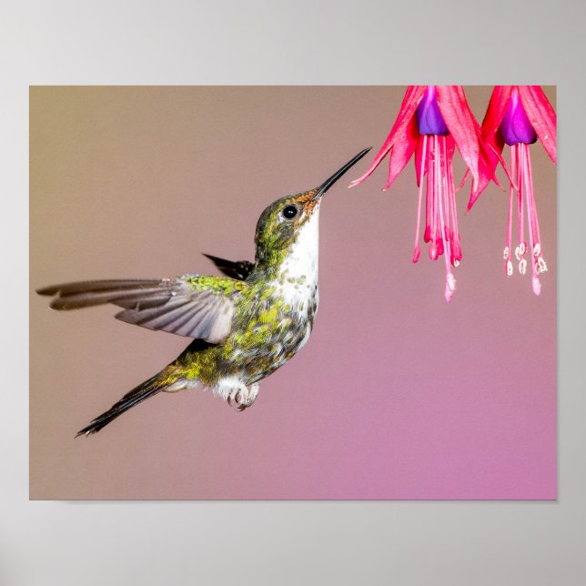 Hummingbird Fuchsia Nature Photo Poster (Front)