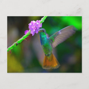 Hummingbird Garden Postcard