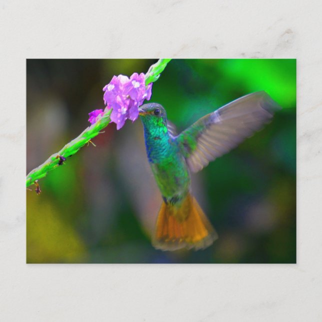 Hummingbird Garden Postcard (Front)
