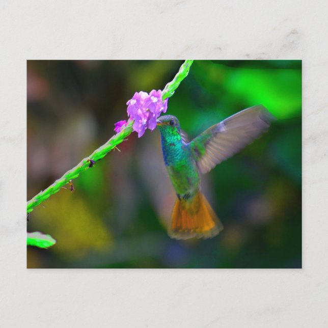 Hummingbird Garden Postcard (Front)