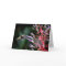 Hummingbird Greeting Card