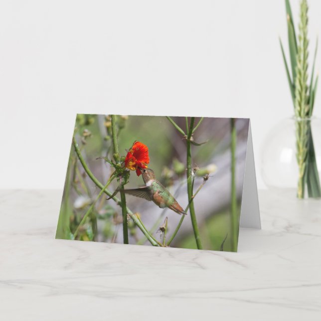 Hummingbird Greeting Card (Front)