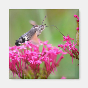 Hummingbird Hawk-moth butterfly in flight Magnet