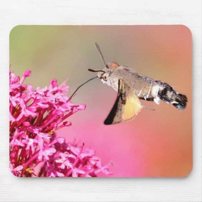 Hummingbird Hawk-moth butterfly in flight Metal  Mouse Pad (Front)