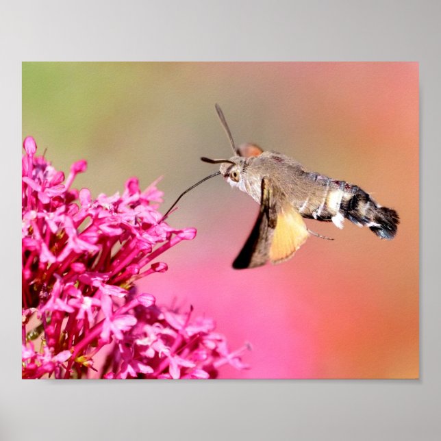 Hummingbird Hawk-moth butterfly in flight Postcard Poster (Front)