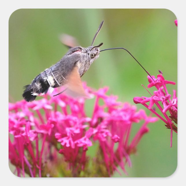 Hummingbird Hawk-moth butterfly in flight   Square Sticker (Front)