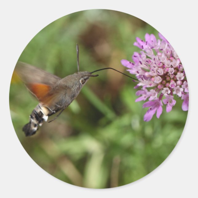 Hummingbird hawk-moth (Macroglossum stellatarum) Classic Round Sticker (Front)