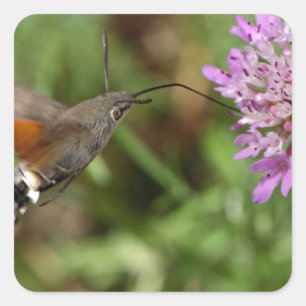 Hummingbird hawk-moth (Macroglossum stellatarum) Square Sticker