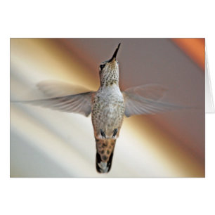 Hummingbird hovering