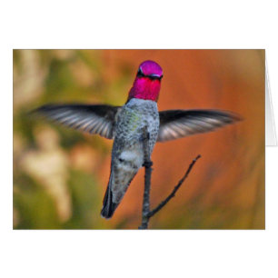 Hummingbird hovering