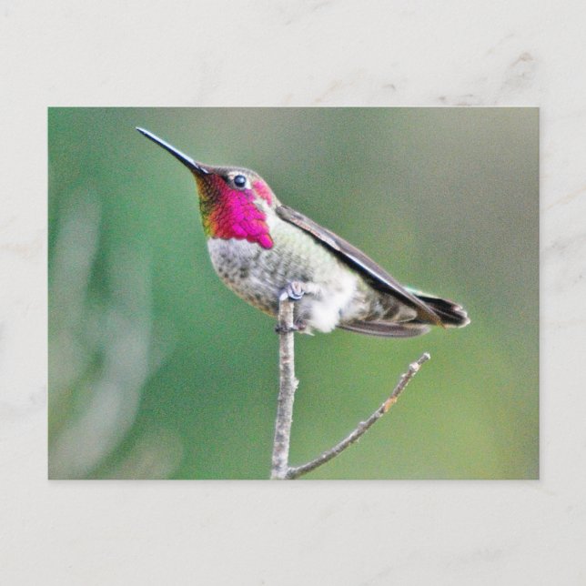 Hummingbird hovering postcard (Front)