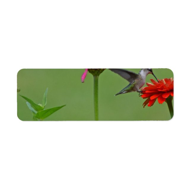 Hummingbird in a Flower Garden (Front)