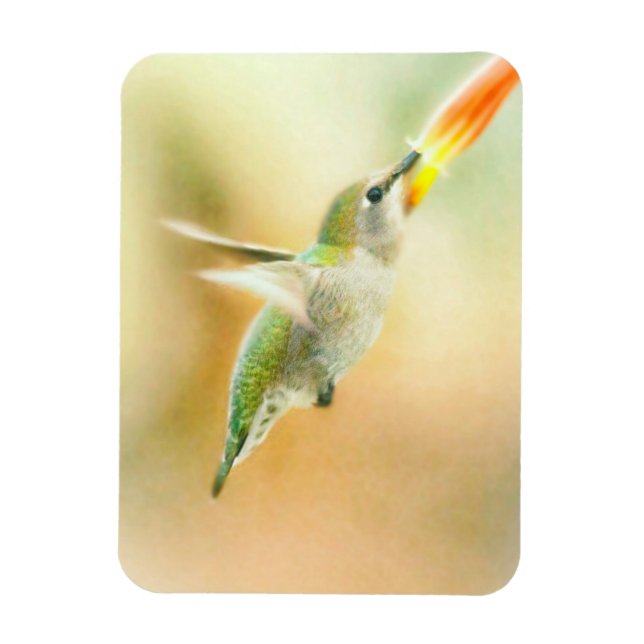 Hummingbird in Early Morning light Magnet (Vertical)