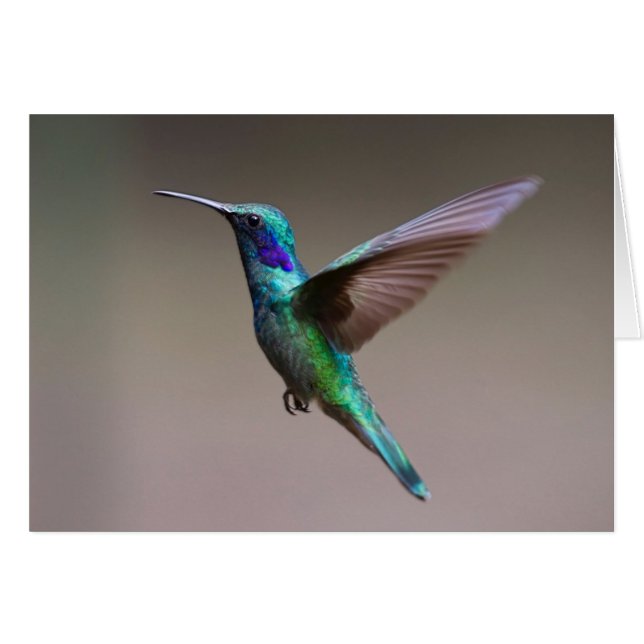 Hummingbird in Flight (Front Horizontal)