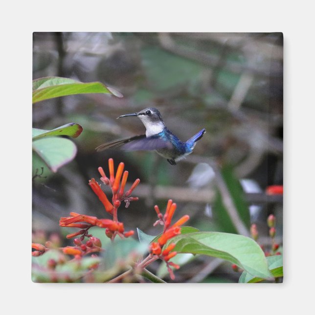 Hummingbird in Flight and Red Flowers Magnet (Front)