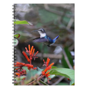Hummingbird in Flight and Red Flowers Notebook