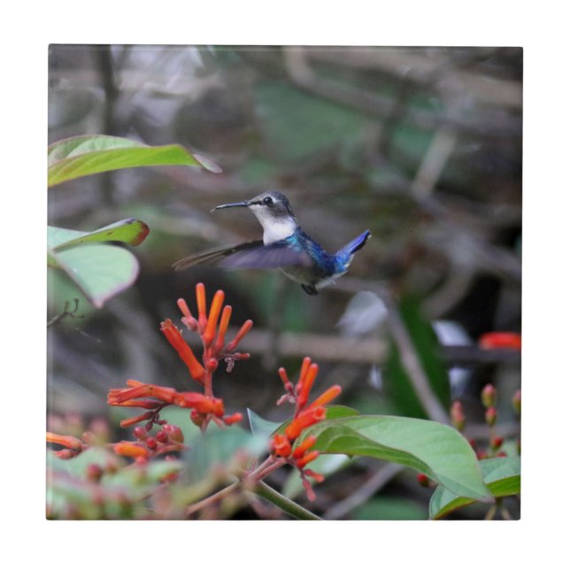 Hummingbird in Flight and Red Flowers Tile (Front)