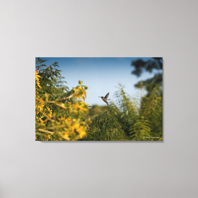 Hummingbird in Flight Canvas Print (Front)