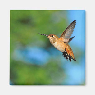 Hummingbird in Flight Magnet