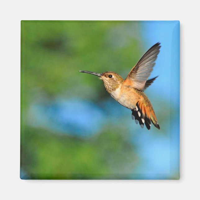 Hummingbird in Flight Magnet (Front)