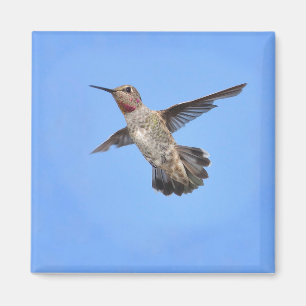 Hummingbird in Flight Magnet