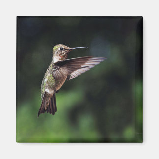 Hummingbird in Flight Magnet