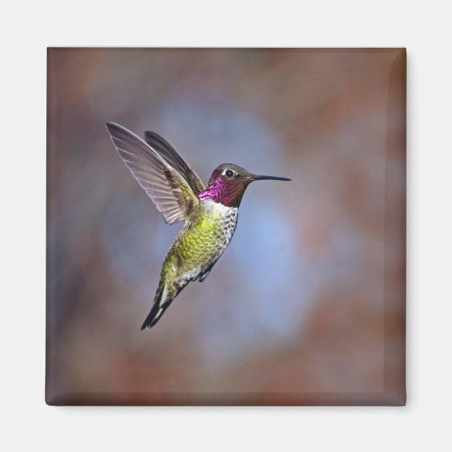 Hummingbird in Flight Magnet (Front)