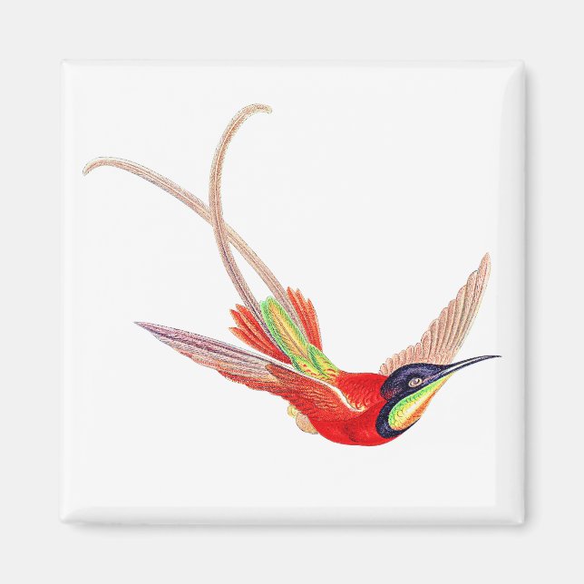 Hummingbird in Flight Magnet (Front)