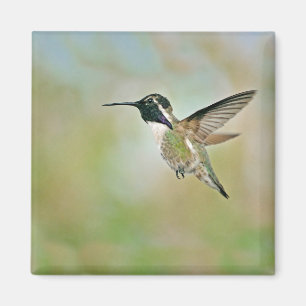 Hummingbird in Flight Magnet
