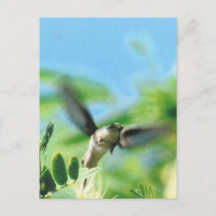 Hummingbird in Flight Photo Postcard