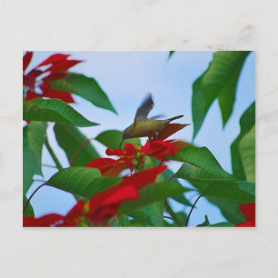 Hummingbird in flight postcard