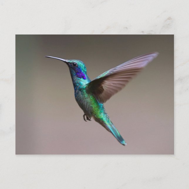 Hummingbird in Flight Postcard (Front)