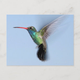 Hummingbird In Flight Postcard