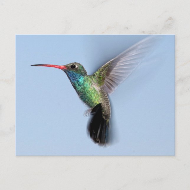 Hummingbird In Flight Postcard (Front)