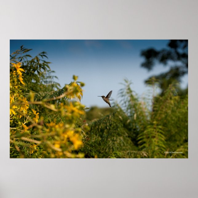 Hummingbird in Flight Poster (Front)