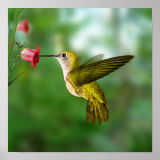 Hummingbird in Flight Poster